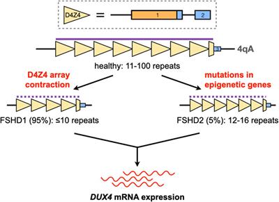 Genetic Approaches for the Treatment of Facioscapulohumeral Muscular Dystrophy